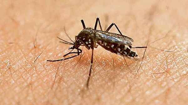 zika virus : सावधान !! महाराष्ट्र के कुछ जिलों में मिले जीका वायरस के मामले...