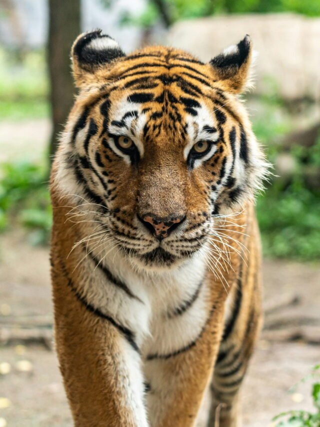 बाघ के बारे में कुछ हैरान करने वाले रोचक तथ्य..